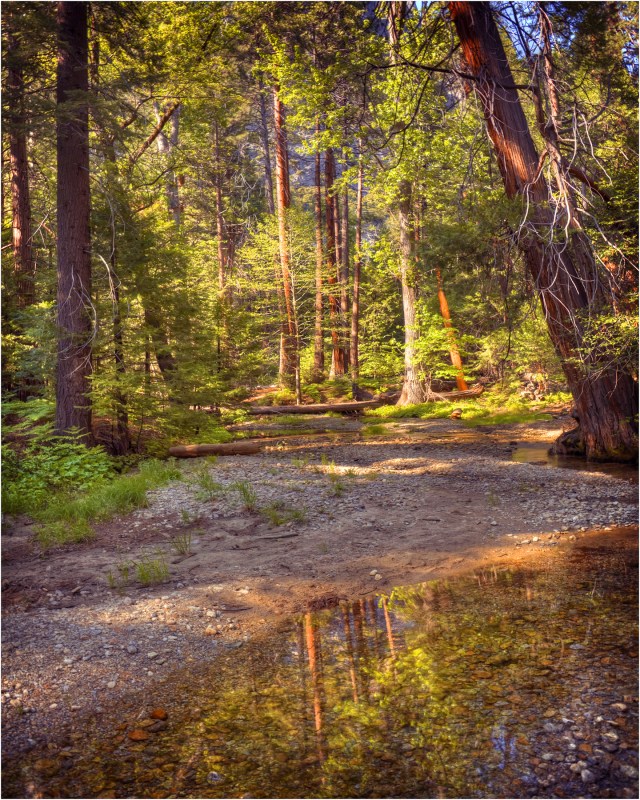 Creek-Reflections01-16x20 copy