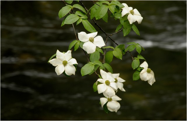Mountian-Dogwood01YNP-11x17 copy