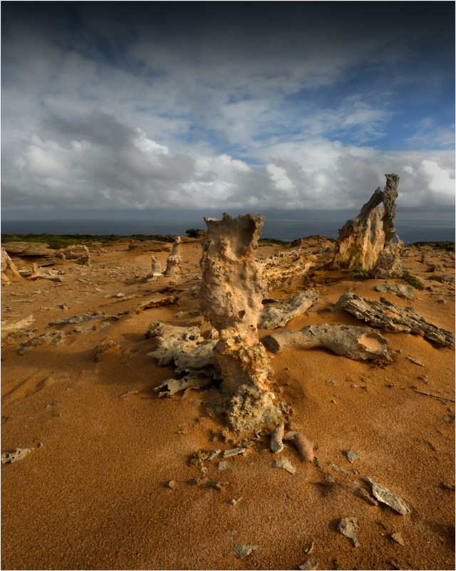 Calcified-Forst-KI0921-16x20 copy