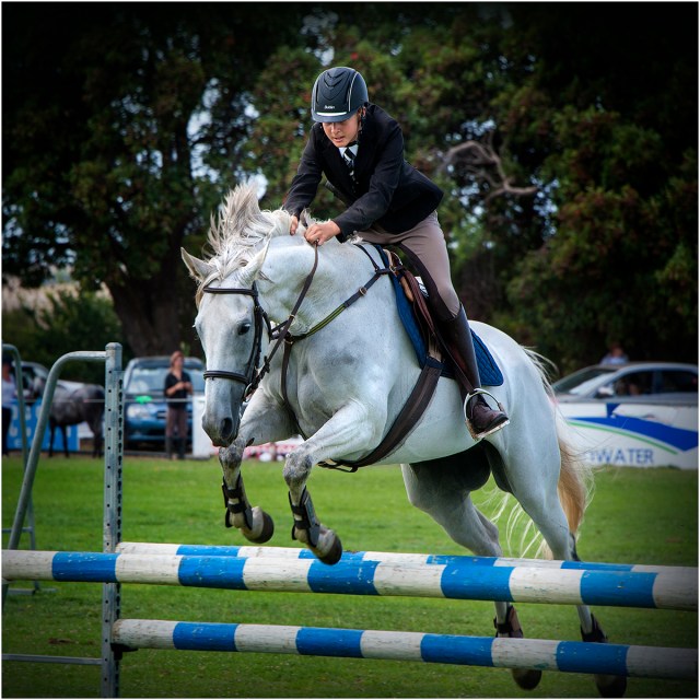 Show-Jumper-Tyrendarra-Show-V0390-15x15 copy