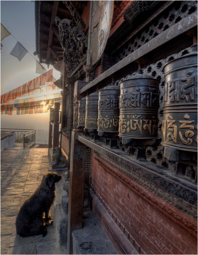 The Waiting-Dog-NEP008-14x18 copy