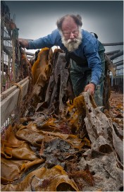 Kelp-Harvester-KI0576-11x17 copy