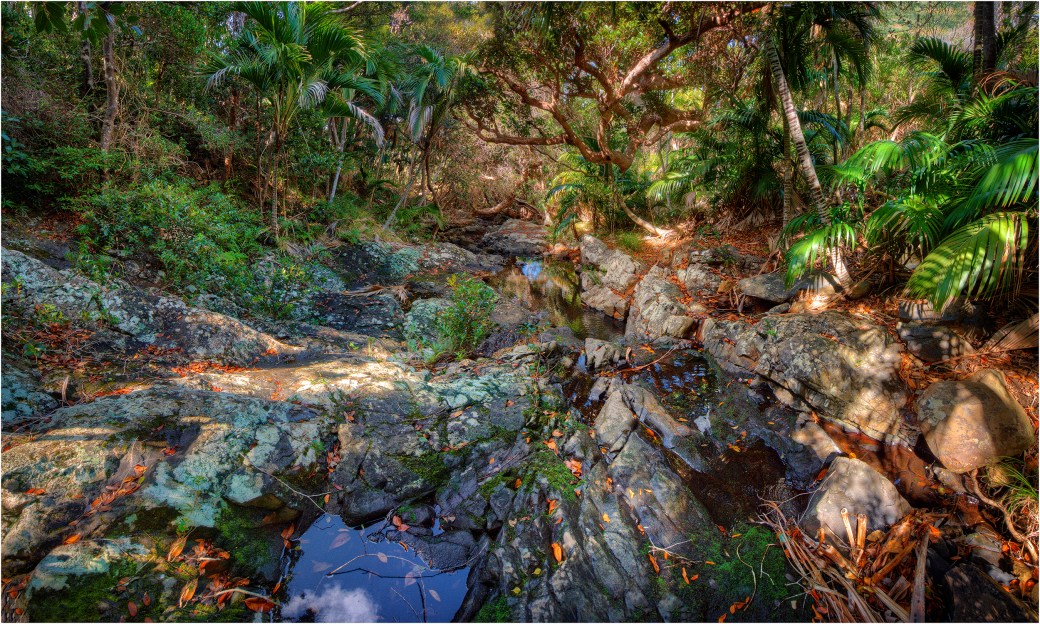 Rocky-Run-Rainforest