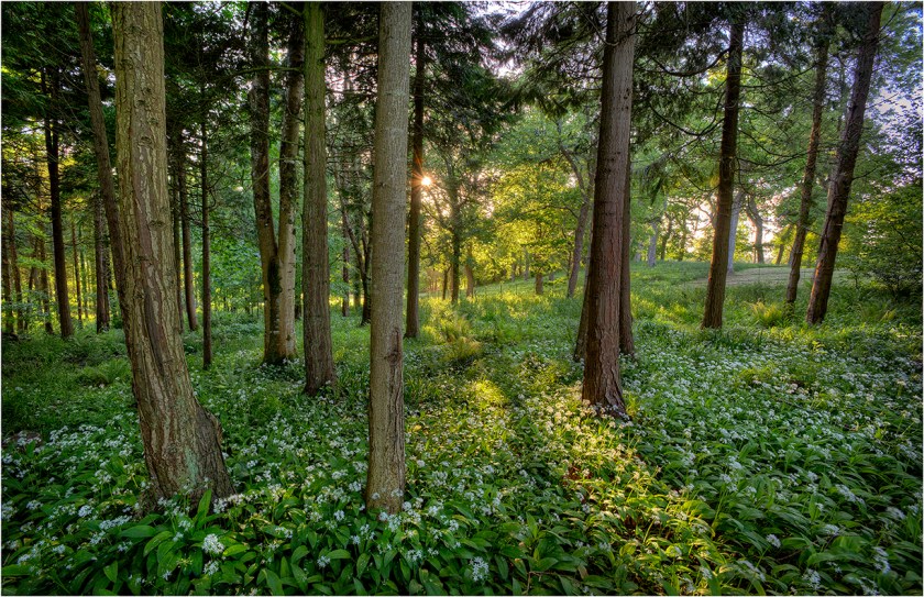 Grange-Heath-Forest-E0566-11x17 copy