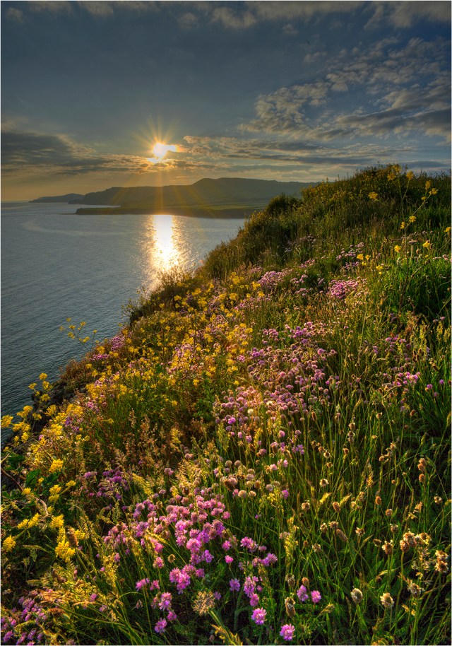 Summer-Blooms-Kimmeridge-Bay-E0543-14x20 copy