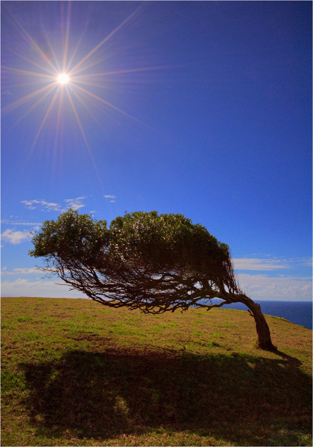 Lone-Tree-and-Sunstar-NI0274-14x20 copy