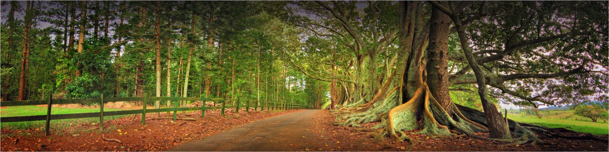 Moreton-Bay-Fig-Trees-NI0279-10x40 copy