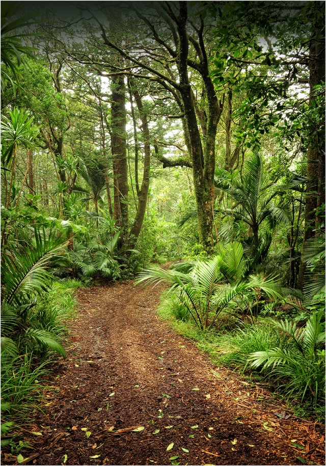 Rainforest-Norfolk-Island-NI03-14x20 copy