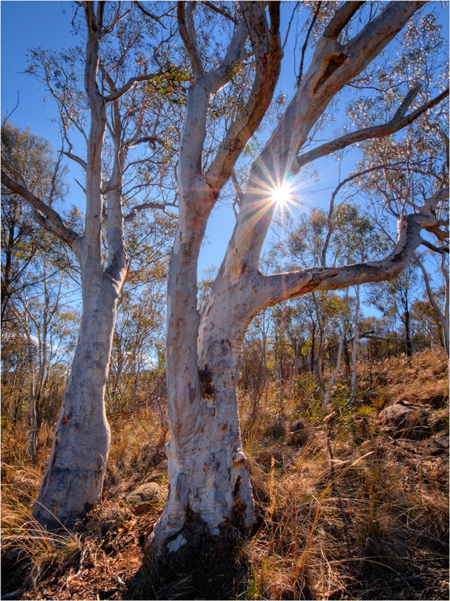 Sunstar-Bushland-Mount-Ainslie