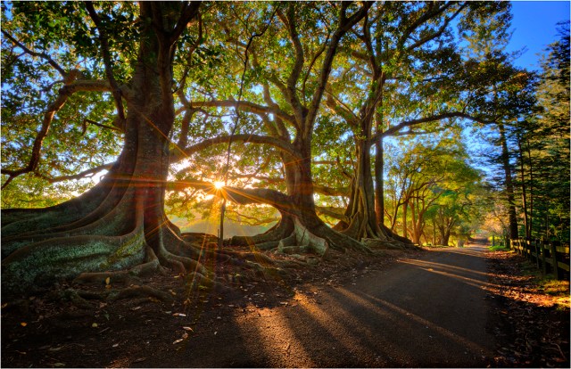 Sunstar-Moreton-Bay-Trees-NI0259-11x17 copy
