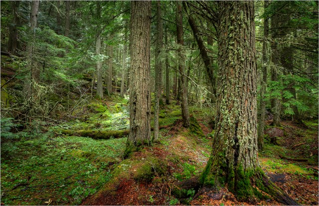 Avalanche-Creek-Cedar-Forest-GlacierNP-MTN020-11x17 copy