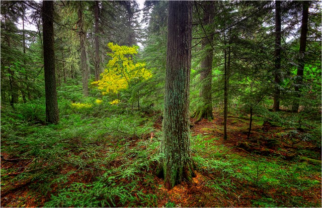 Cedar-Rainforest-GPN-MTN052-11x17 copy