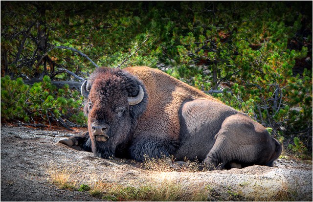 Bison-Resting-YNP-WYM0132-11x17 copy