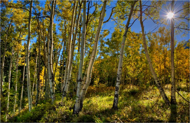 Castle-Creek-Aspens-Fall-Colour-CLD038-11x17 copy