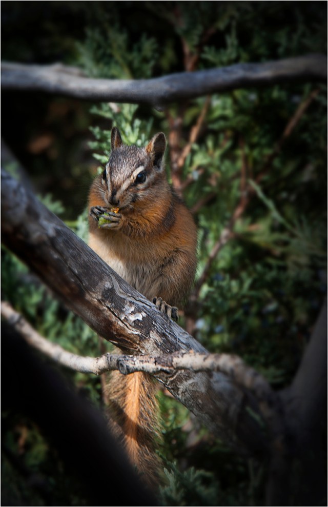 Chipmunk-Feeding-YNP-WYM0148-11x17 copy