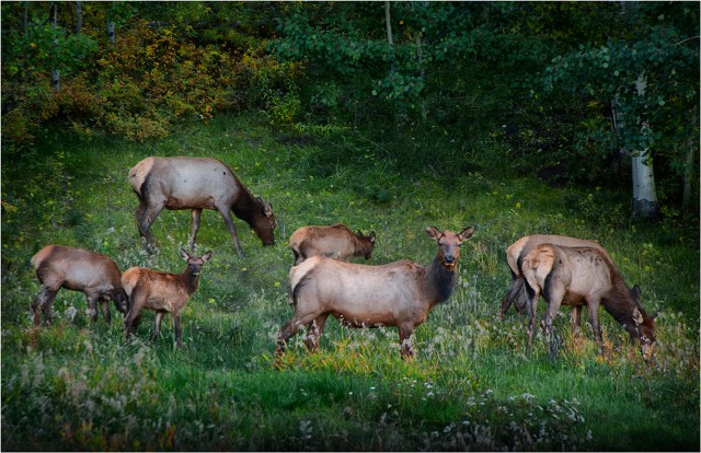 Feeding-Elk-MTN058-11x17 copy