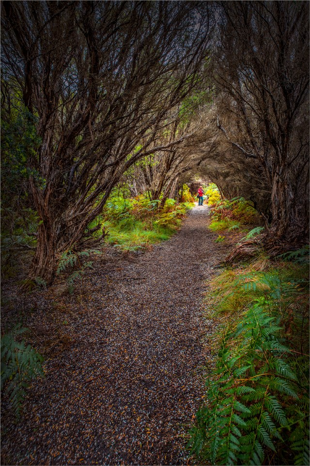 Bushland-Track-KI0597-16x24