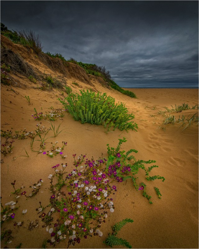 Footprints-Hopkins-River-VIC0638-16x20 copy