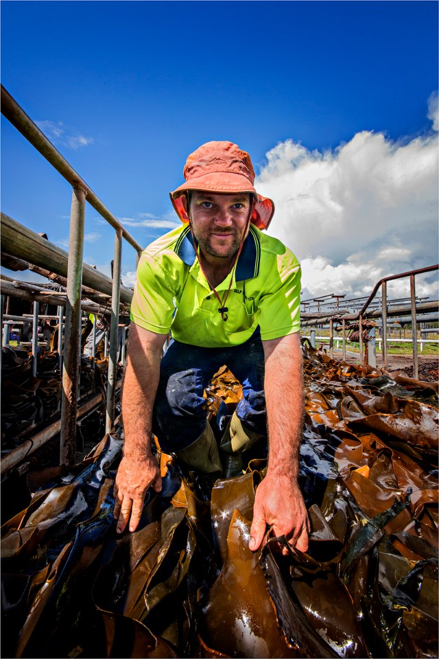 Kelp-Harvester-KI0604-14x21