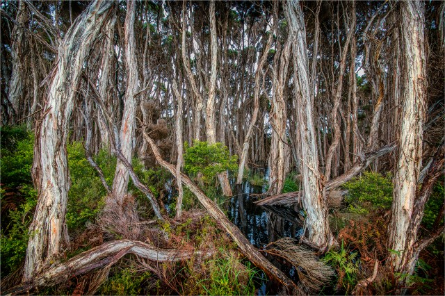 Red-Hut-Road-Swampland-KI0611-16x24