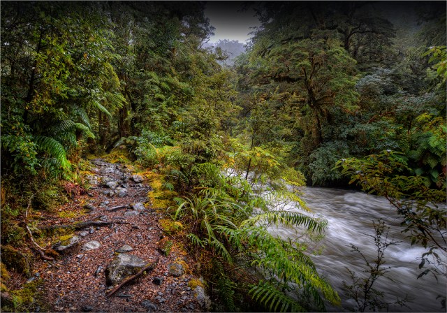 Milford-Track-Rainforest-NZ056-14x20 copy