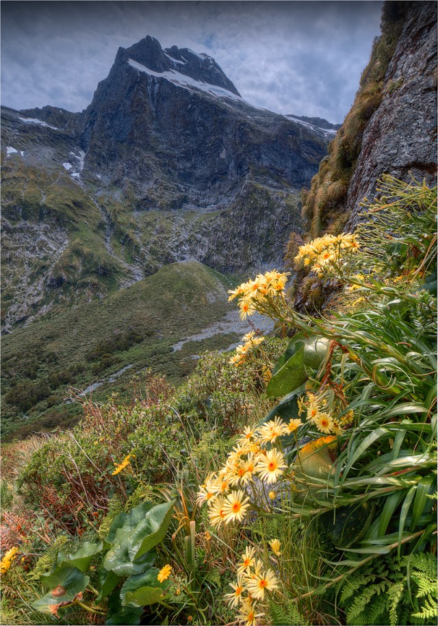 Mountain-Daisies-Milford-Track-NZ090-14x20 copy