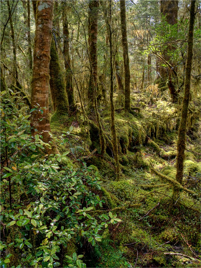 Rainforest-Clinton-River-Milford-Track-NZ085-12x16 copy