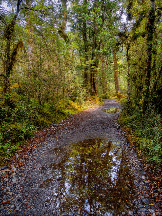 Rainforest-Reflections-Milford-Track-NZ0107-12x16 copy