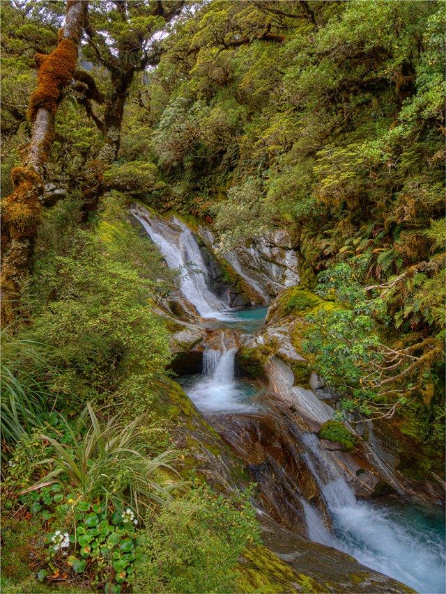 Roaring-Burn-Milford-Track-NZ0168-12x16 copy