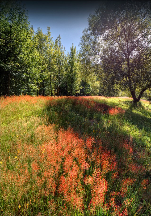 Arrowtown-Water-Meadow-NZ071-14x20 copy