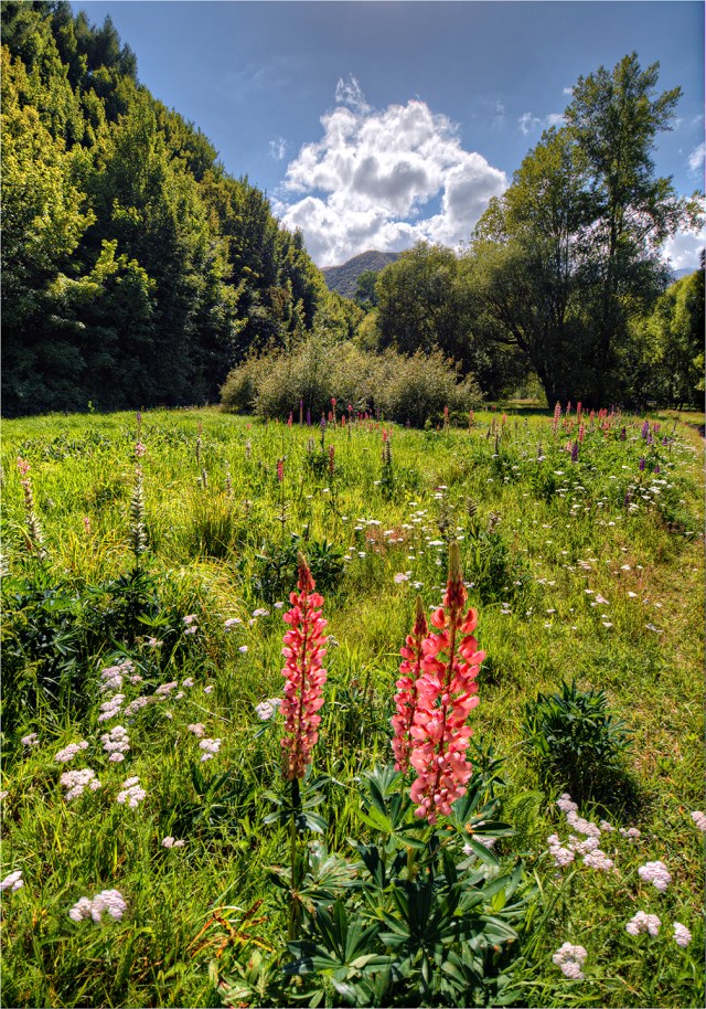 Arrowtown-Water-Meadows-NZ039-14x20 copy