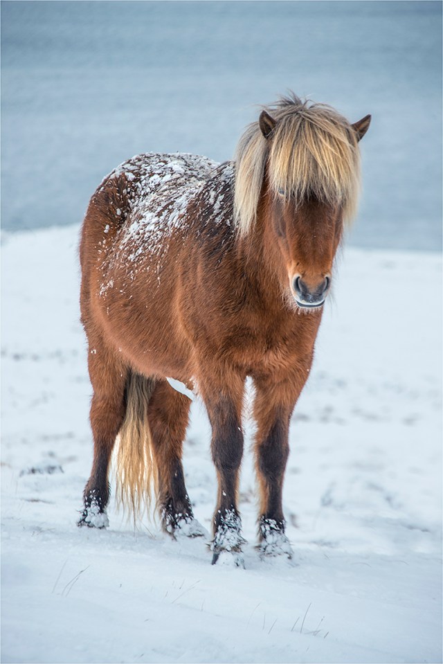 Icelandic-Horse-ICL01024