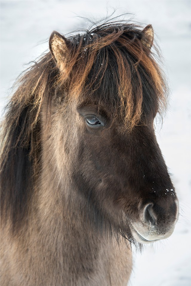 Icelandic-Horse-ICL01724