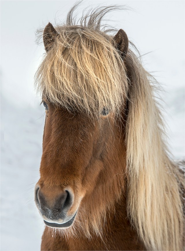 Icelandic-Horse-ICL023