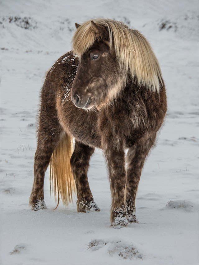 Icelandic-Horse-ICL05524