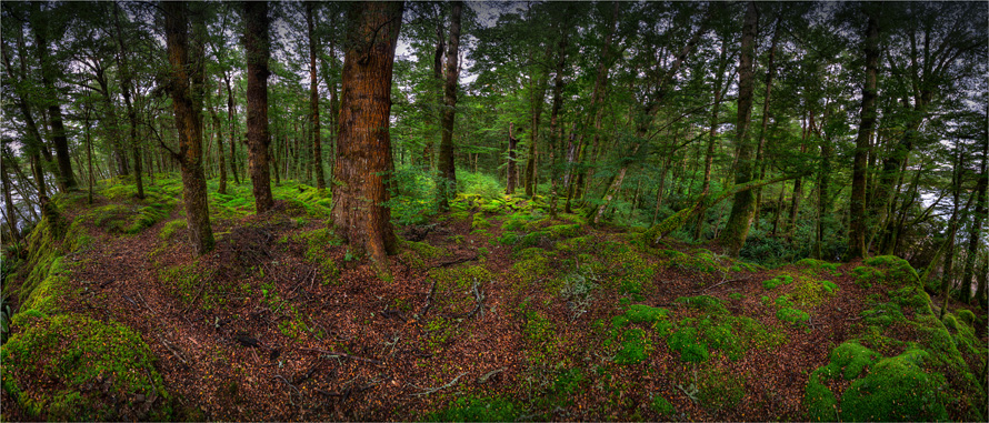 Rainforest-FiordlandNP-NZ0317-15x35
