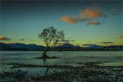 Wanaka-Tree-NZ0330-16x24