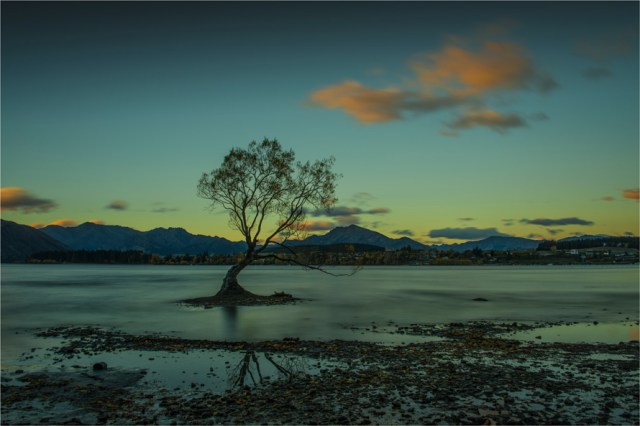 Wanaka-Tree-NZ0330-16x24