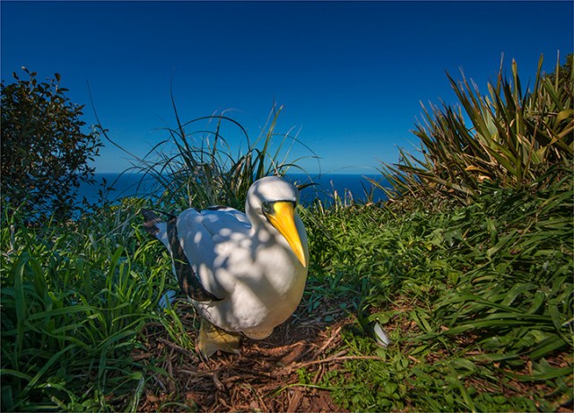 Masked-Booby-on-Nest-PhillipIs01
