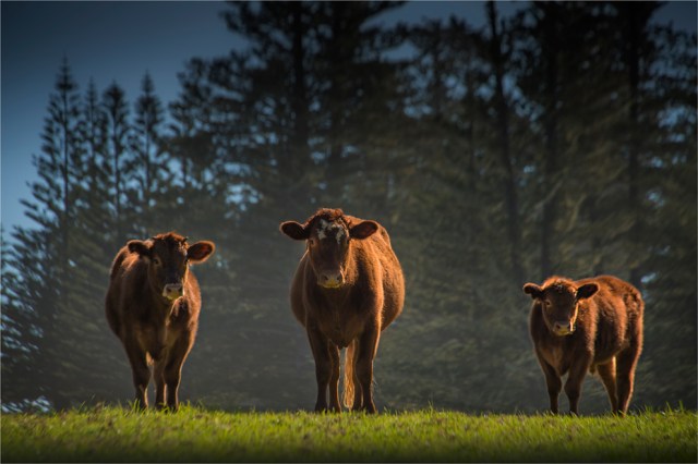 Norfolk-Island-Stare-NI0342-16x24