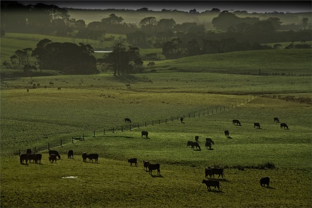 Gentle-Annie-Morning-KI0739-16x24