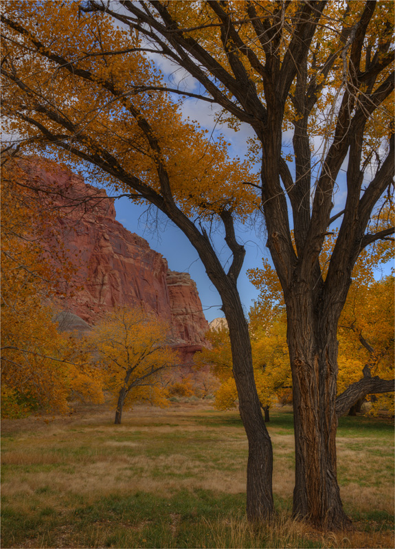 Autumn-Capital-Reef-U55011-18x25