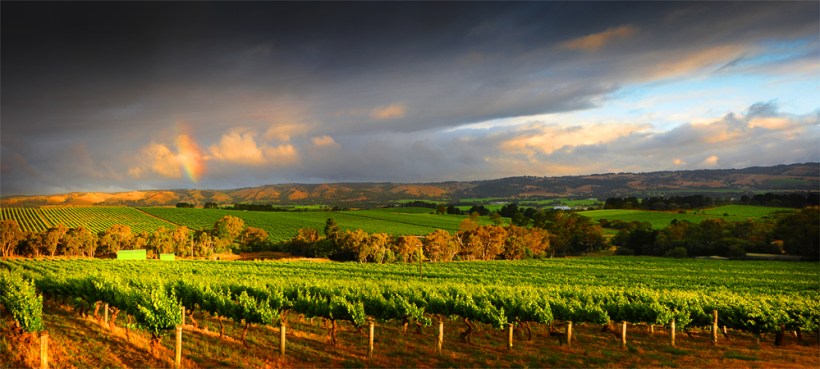 McClarenvale-Vineyards-PAN0427-18x40