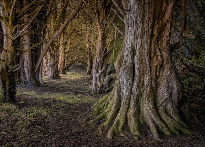 Pearshape-Macrocarpa-Row-KI0770-18x25