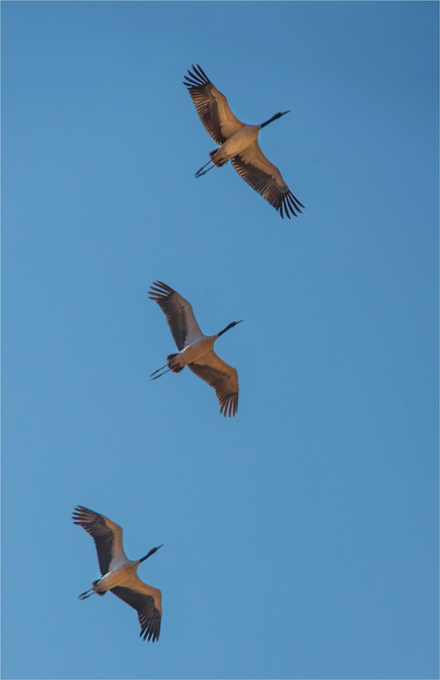 Black-Necked-Cranes-Trongsa-BHU097-11x17