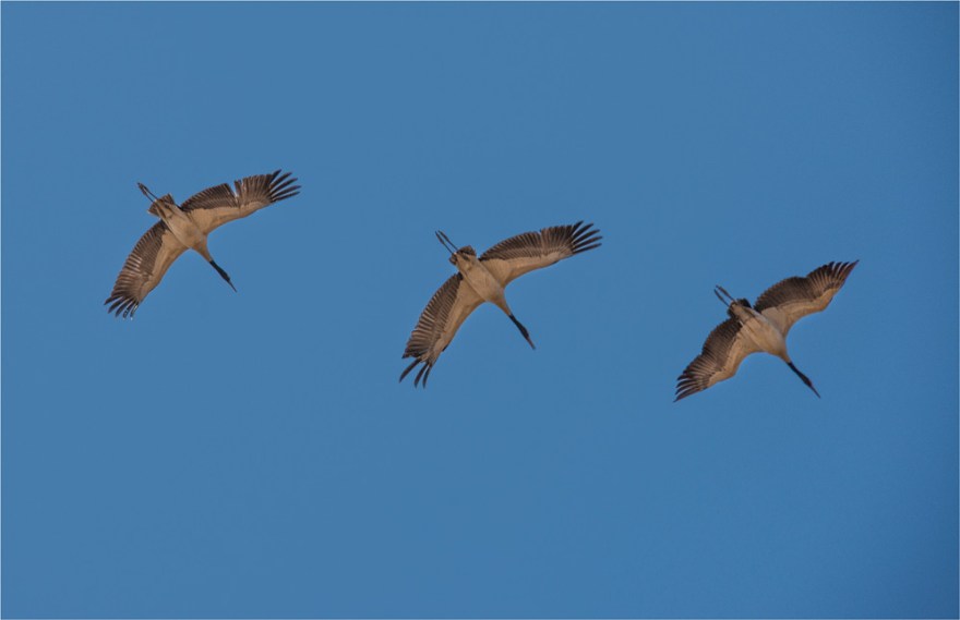 Blakc-Necked-Cranes-Trongsa-BHU096-11x17