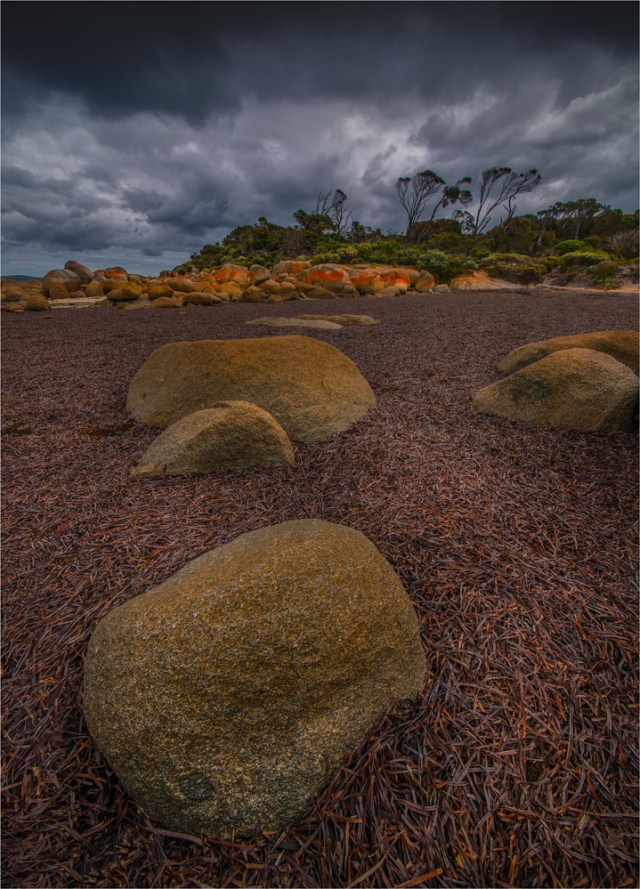 Low-Tide-Lillies-Bay-FI0391-18x25