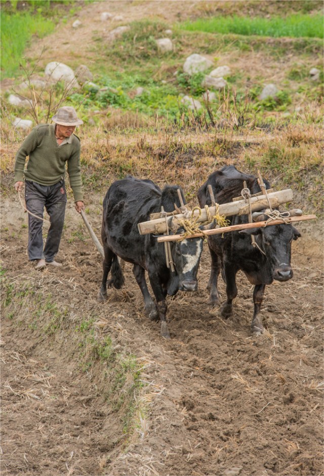 Rice-Farmer-BHU052-17x25