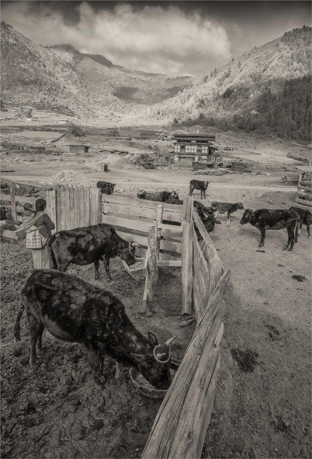 Trongsa-BHU076M-17x25