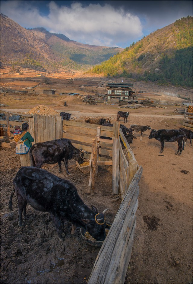 Trongsa-BHU077-17x25